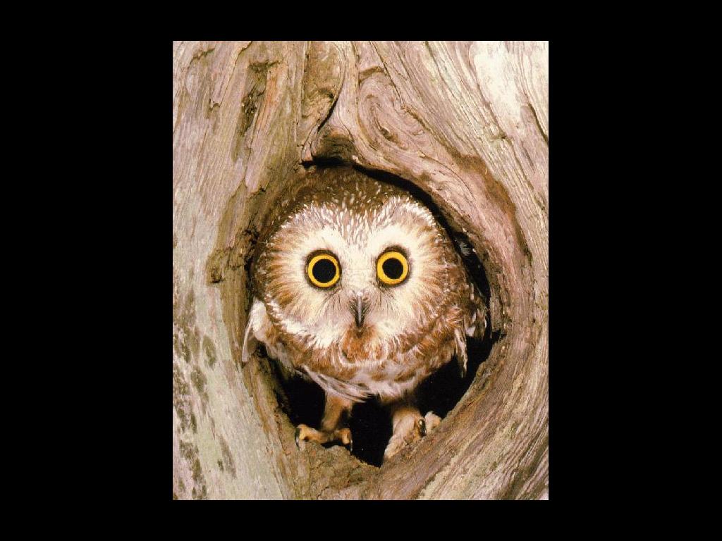 owlsoulstare