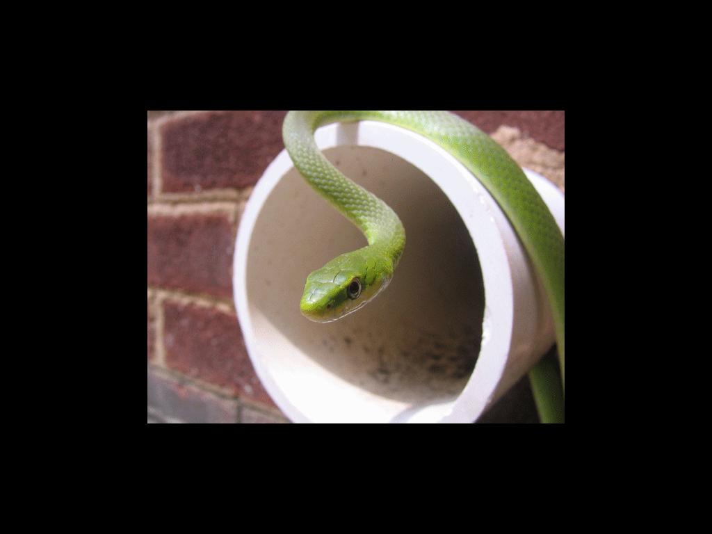 drainsnake