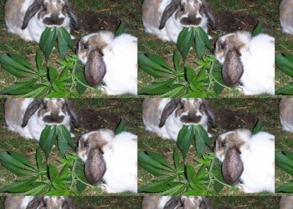 RABBIT + WEED = HIGH