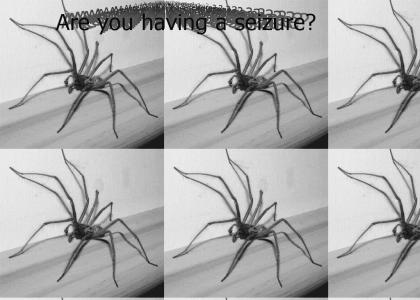 seizure spider