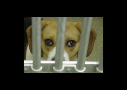 ARTSYTMND: Caged Puppy stares into your soul