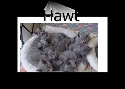 KITTEN ORGY!!!