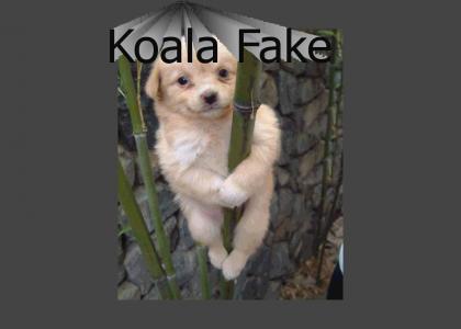 Koala Fake (new music)