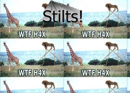 Giraffes have one Weakness....