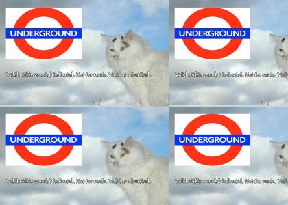 London Cat invalid