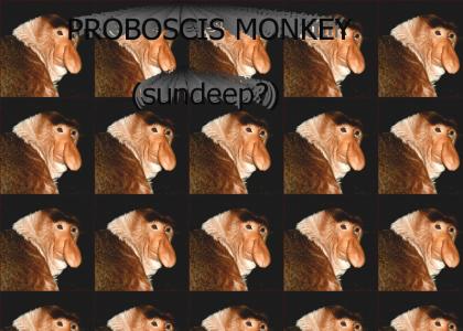 Don't mess with the Proboscis Monkey.