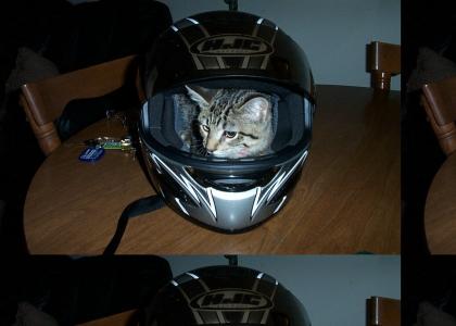 First Cat in the Helmet (owned)