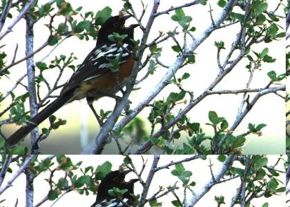 Metal Bird (Cry of the Spotted Towhee)