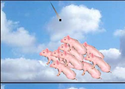 Holy Crap! The Pigs are Trying to save us from the meteor!!!