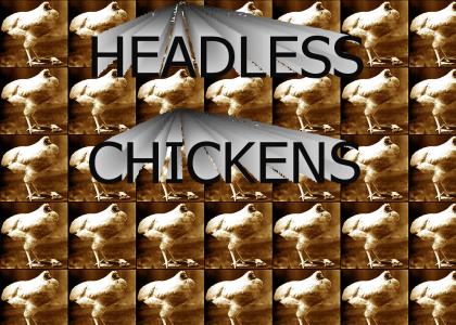 HEADLESS CHICKENS