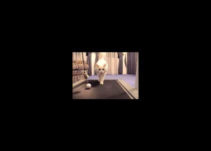 Cat On A Treadmill