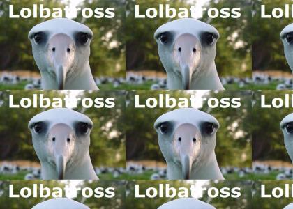 Lolbatross