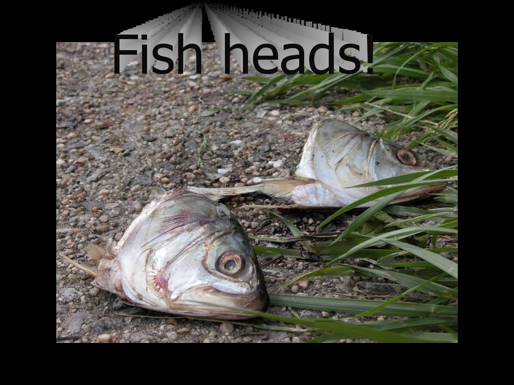 fishheadsfishheads