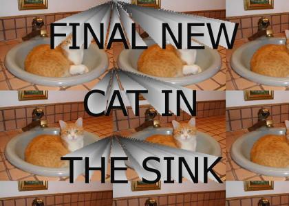 FINAL NEW CAT IN THE SINK