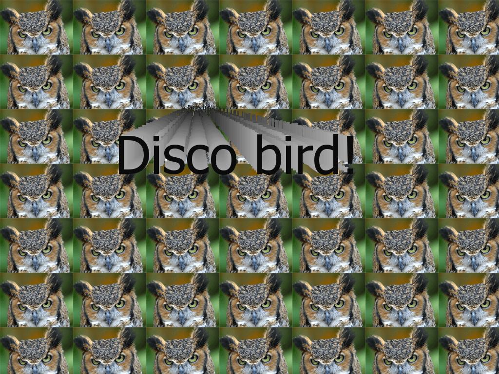 discobird
