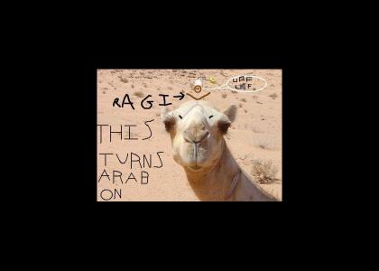 a camel