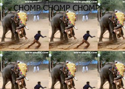 CHOMPTMND: ELEPHANT CHOMP