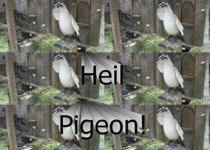 OMG Secret Nazi Pigeon