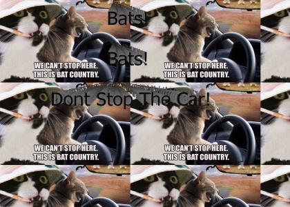 Cats In Bat Country!