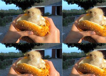The Real Chicken Sandwich