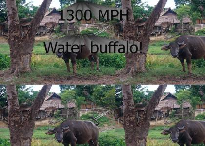LOL , Water buffalo!