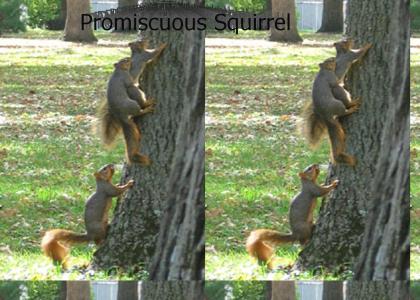Promiscuous Squirrel