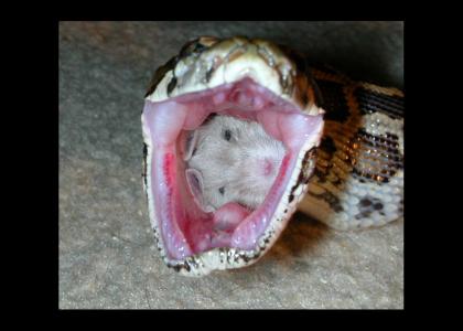 snakes and hampsters are best friends!