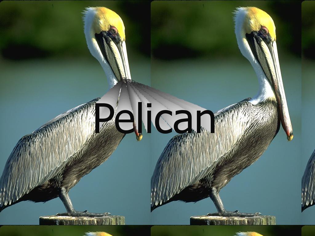 pelicanpj