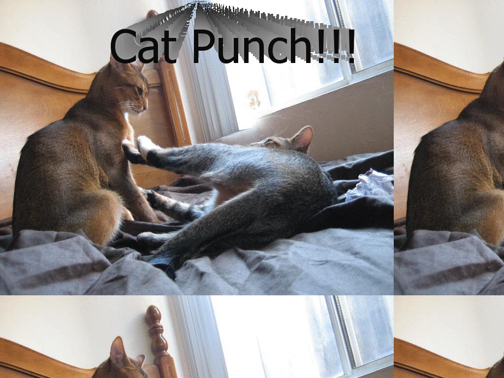 catpunch