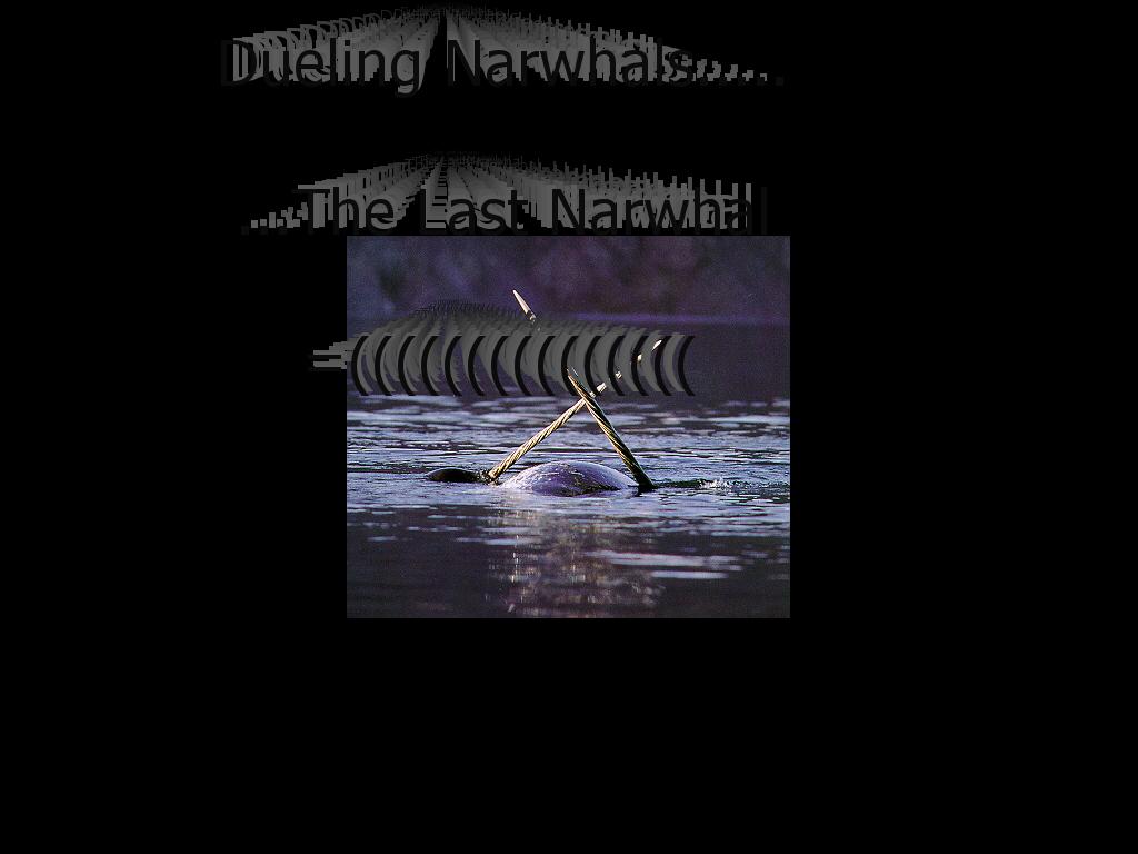 narwhals