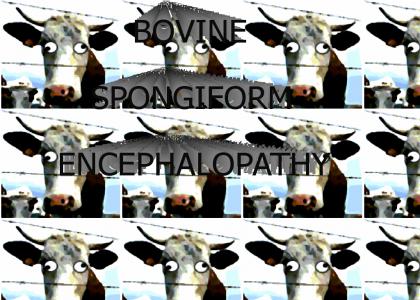 bovine spongiform encephalopathy