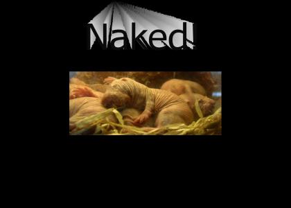 The Naked Song!