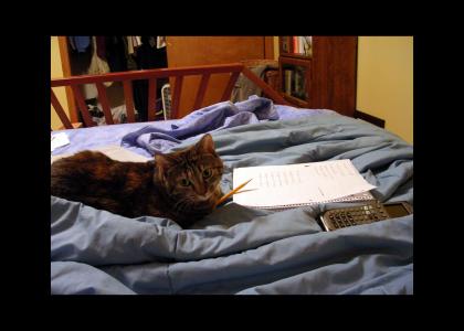 Kitty Does Calculus