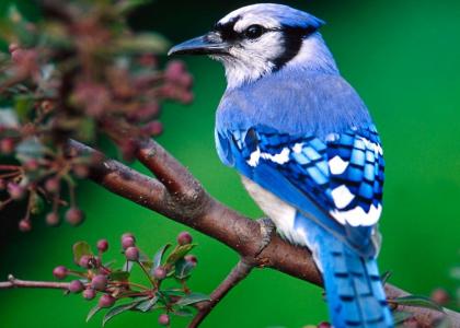 It's a blue jay