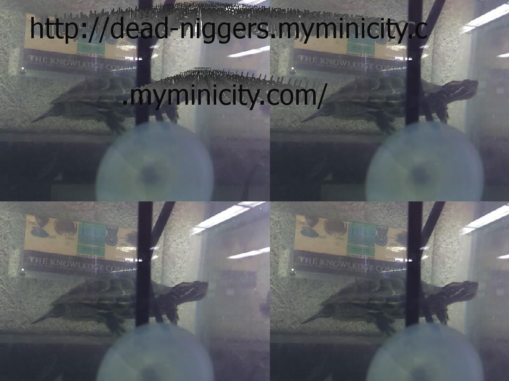 dead-niggers