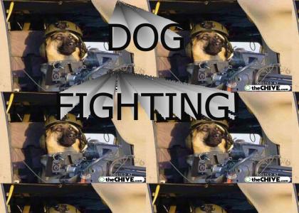 Dog Fighting