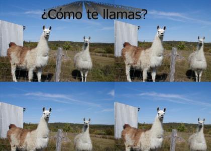 Como Te Llamas?