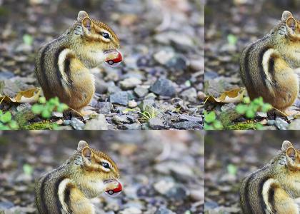 chipmunk pokemon master