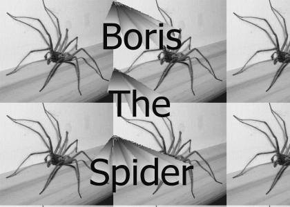 Boris The Spider