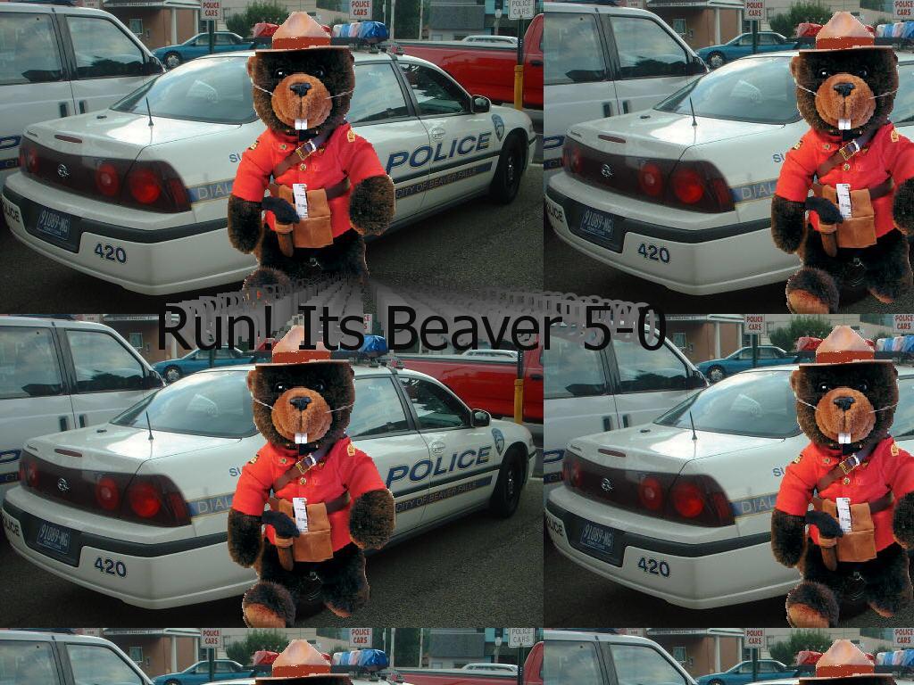 Beaver50
