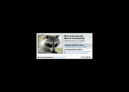 Raccoon assault