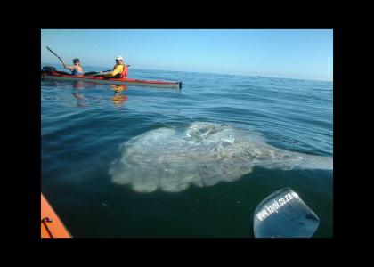 What Lurks Beneath The Water?!