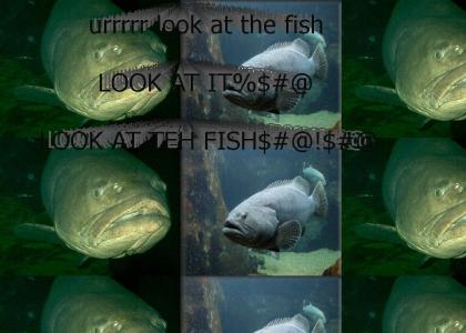 urrrr look at the fish