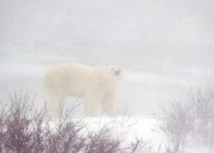 Polar Bear In A Snowstorm (No, Really)