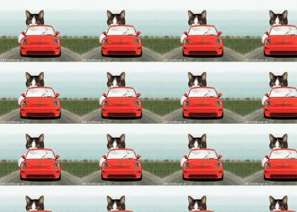 Driving cat. 'nuff said.