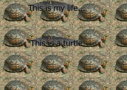 This is my life... This is a turtle.