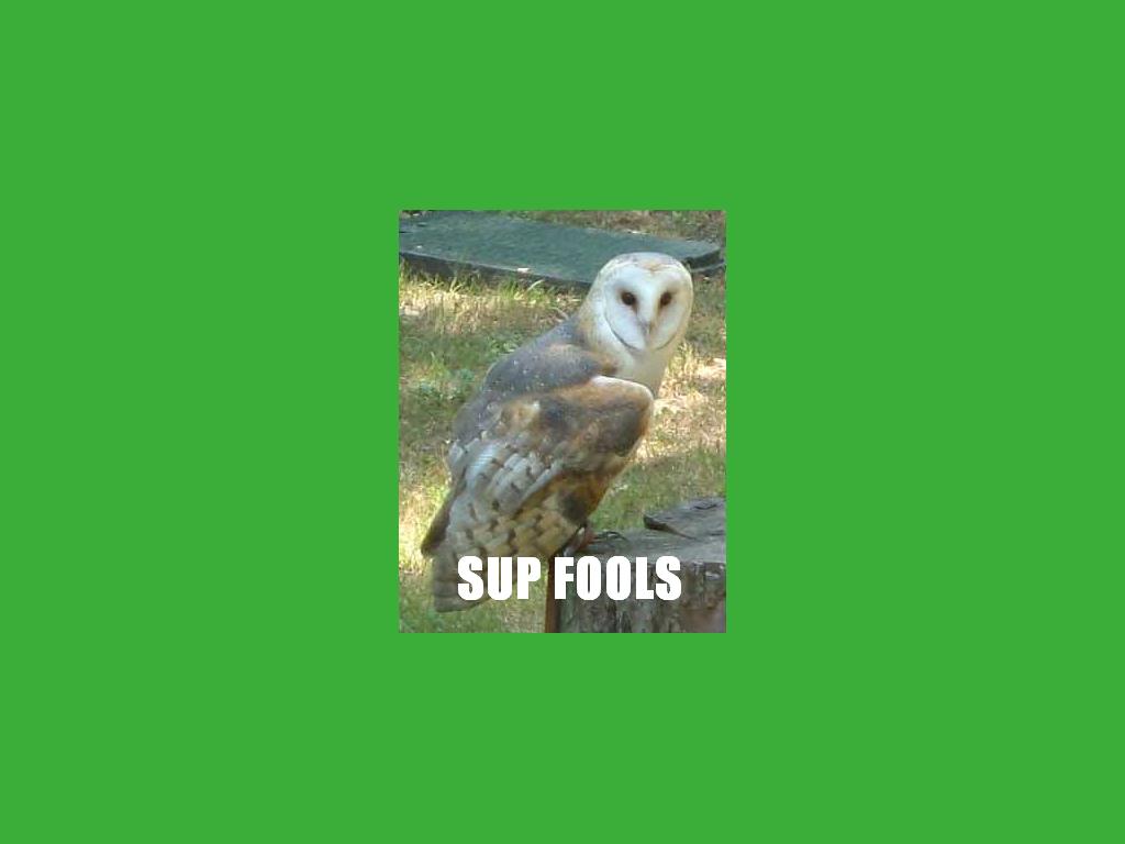 supfools-owl