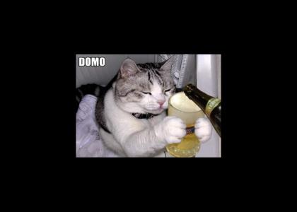 Polite Cat Enjoys A Tasty Beverage