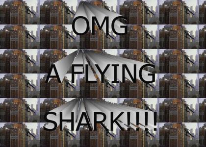 OMG shark!