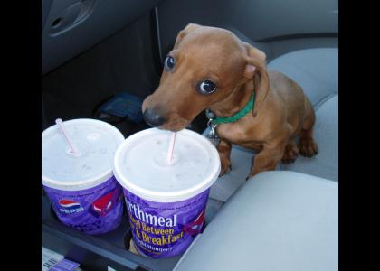Cute soda drinking dachshund stares into your soul